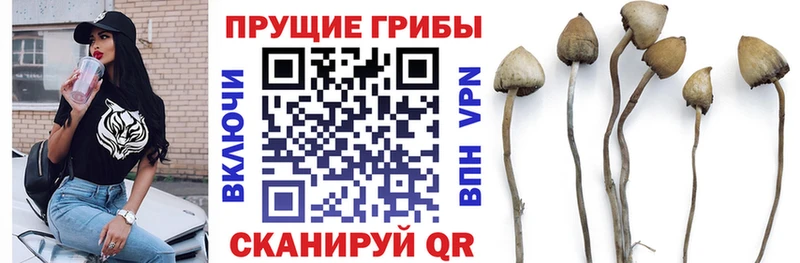 купить закладку  Железноводск  Галлюциногенные грибы MAGIC MUSHROOMS 
